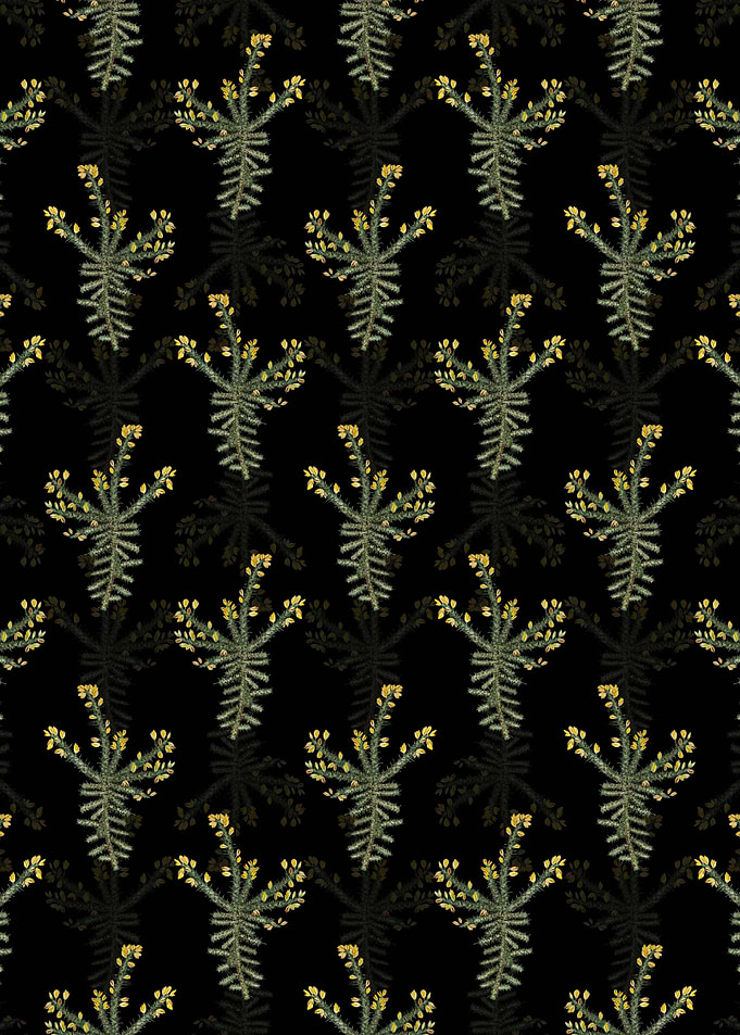 Black Yellow Gorse Flower