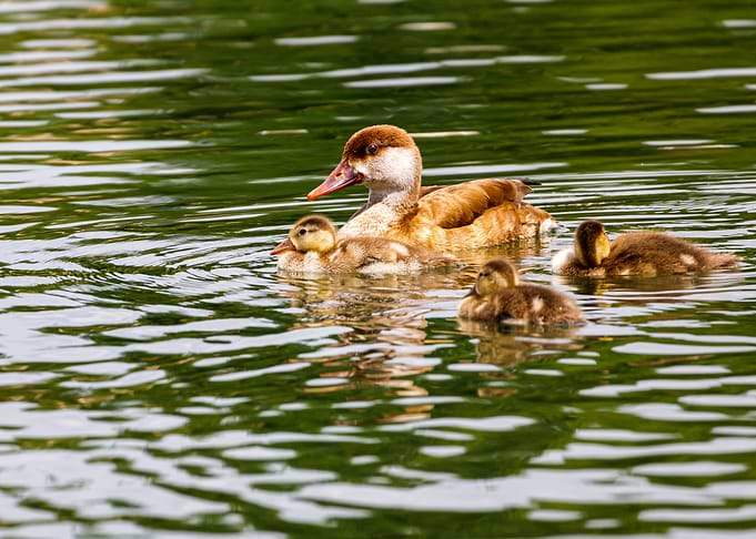 Duck relaxing in the water