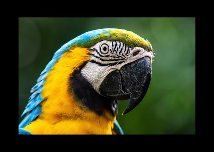 Parrot