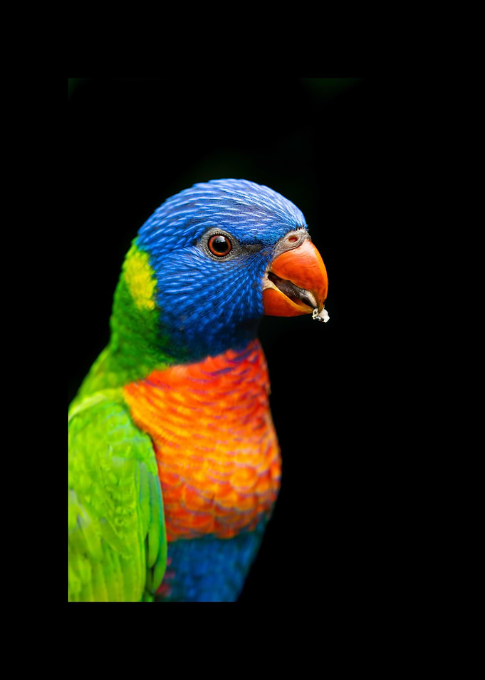 Parrot