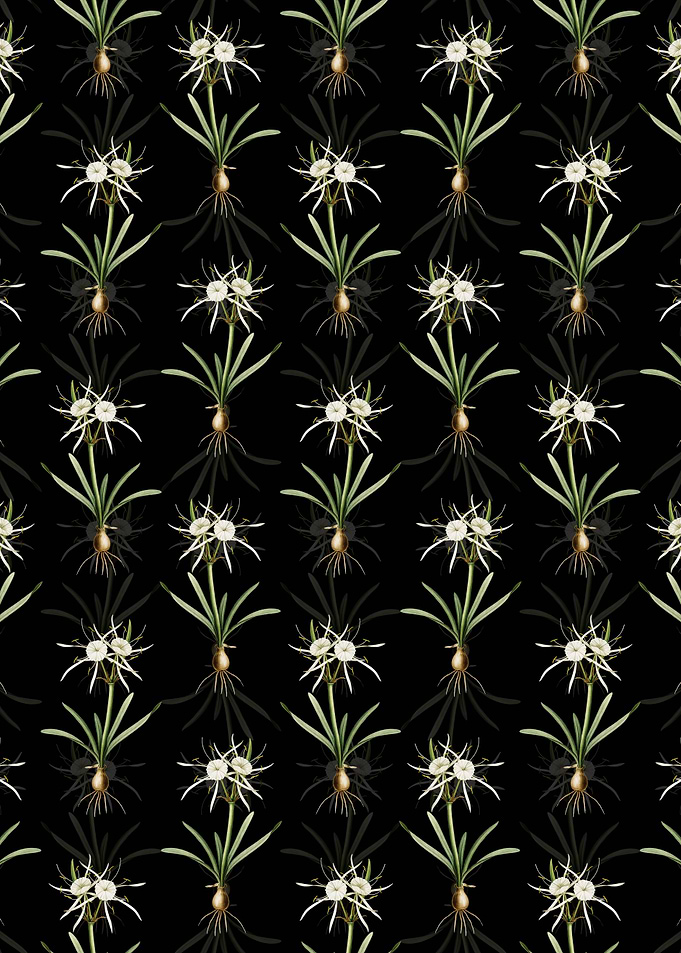 Streambank Spiderlily