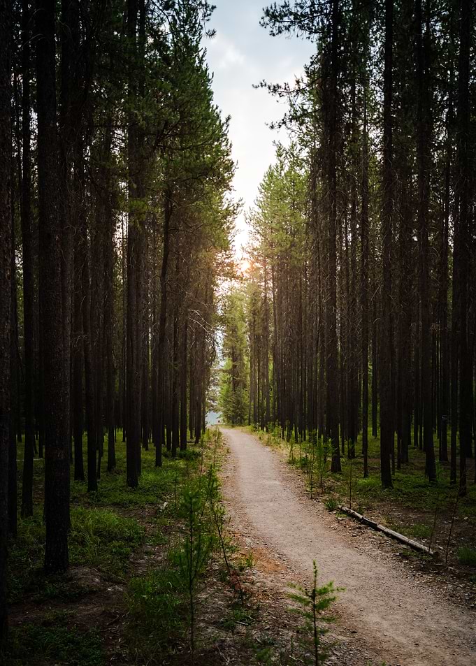 Wooded Path to the Lake