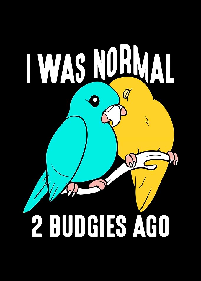 Budgie Budgeriga
