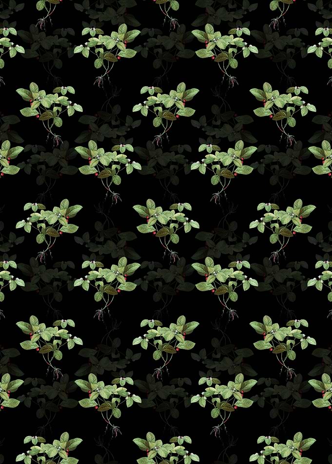 American Wintergreen Plant