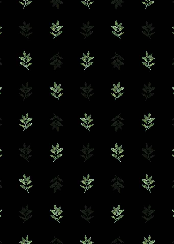 Black Buxus Colchica Twig