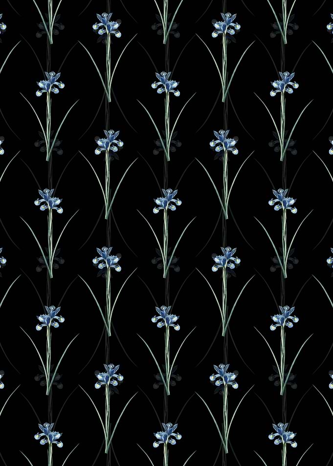 Black Spanish Iris Pattern
