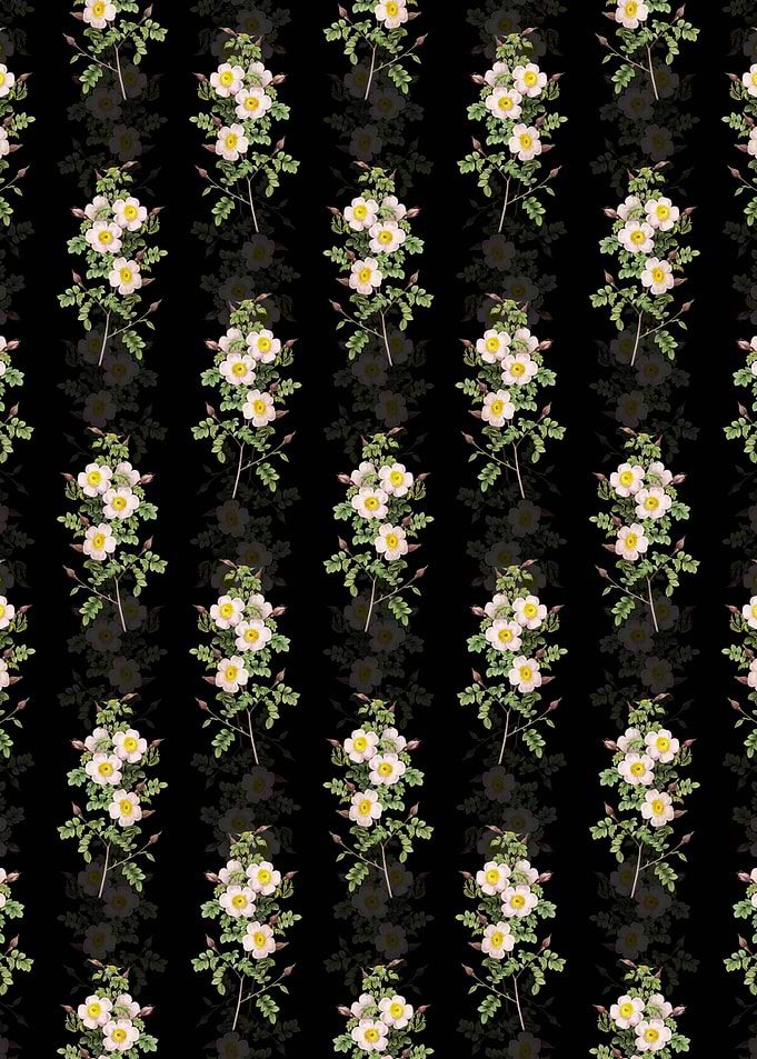 Thornless Burnet Rose