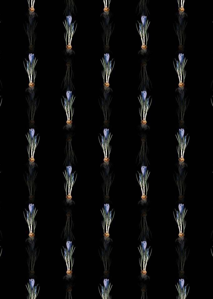 Spring Crocus Pattern