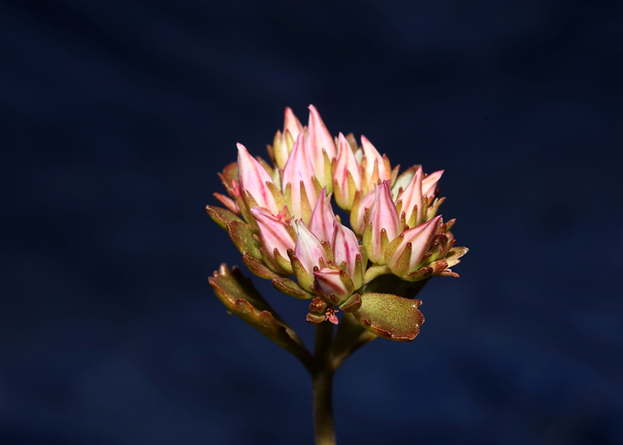 Sedum flower blossom macro