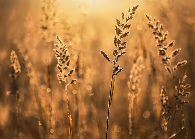 Sunrise on the meadow