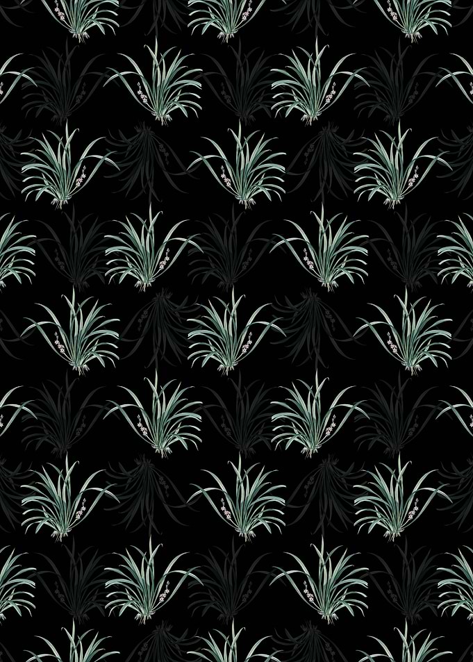 Sansevieria Carnea Pattern