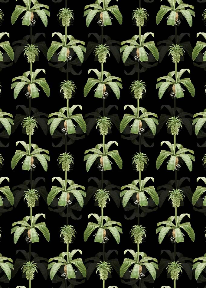 Eucomis Regia Pattern