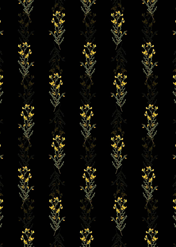 Floral Adenocarpus Pattern