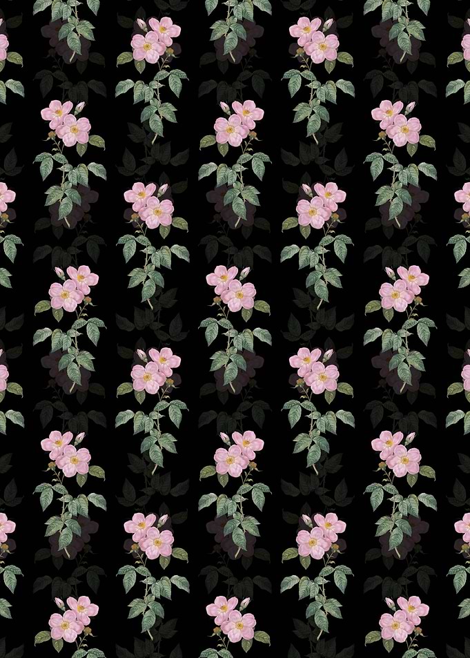 Tea Scented Roses Bloom