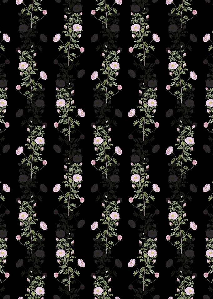 Pink Scotch Briar Rose