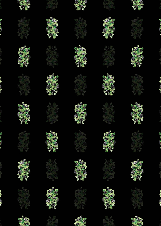 Black Hairy Black Hawthorn