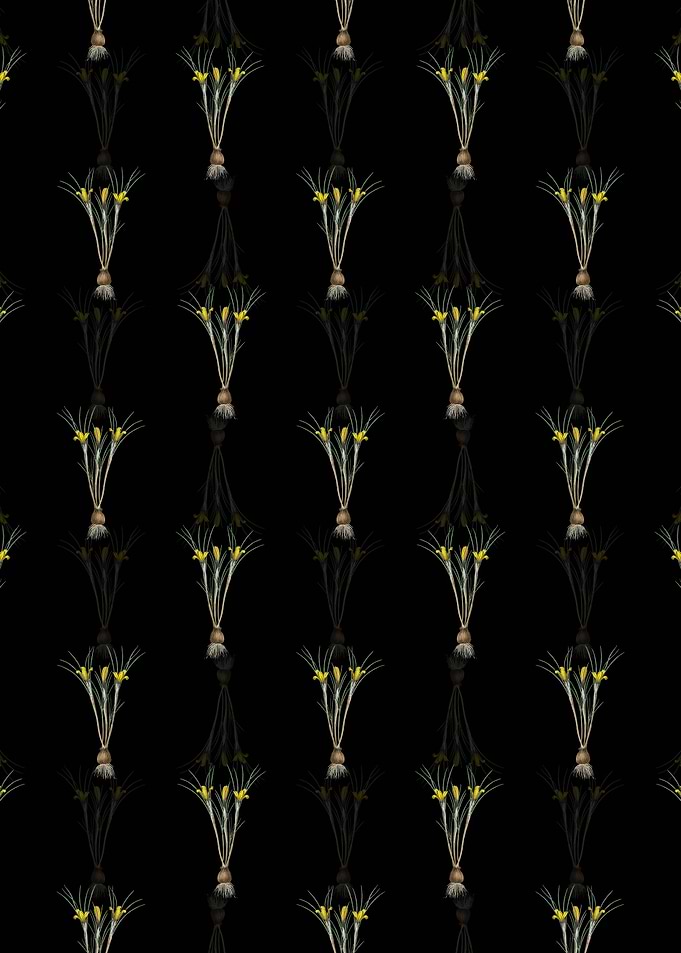 Black Cloth of Gold Crocus