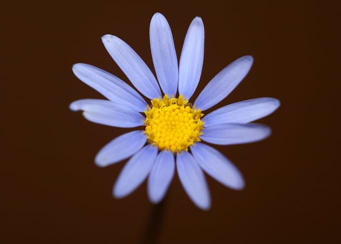 Felicia blue flower macro