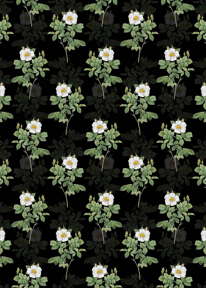 Twin Flowered White Rose