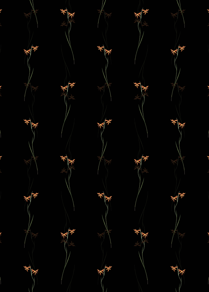 Black Gladiolus Watsonius