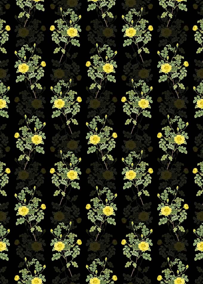 Yellow Sweetbriar Rose