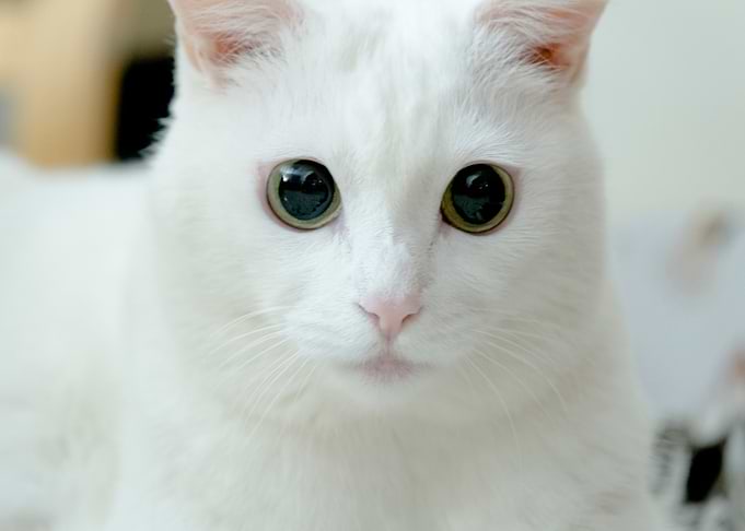 Cat cute white face lookin