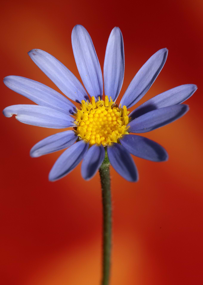Felicia blue flower macro