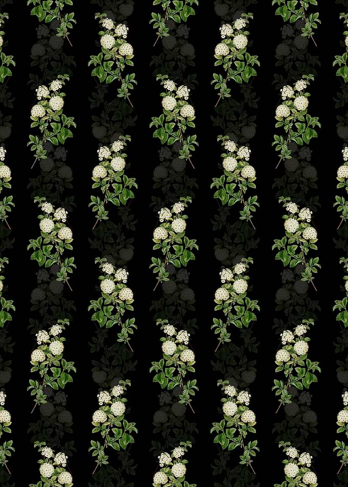 Germander Meadowsweet