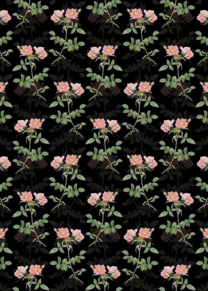Lady Monson Rose Bloom