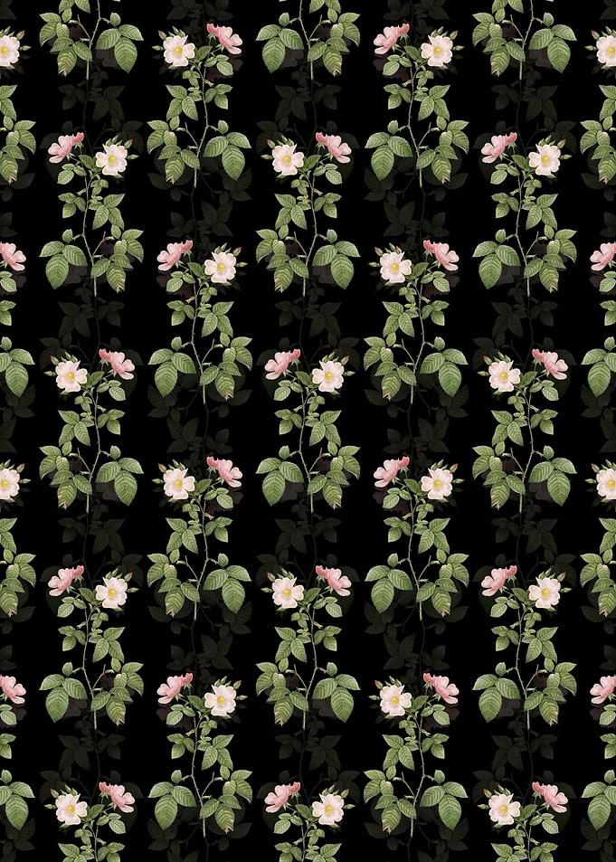 Red Bramble Leaved Rose