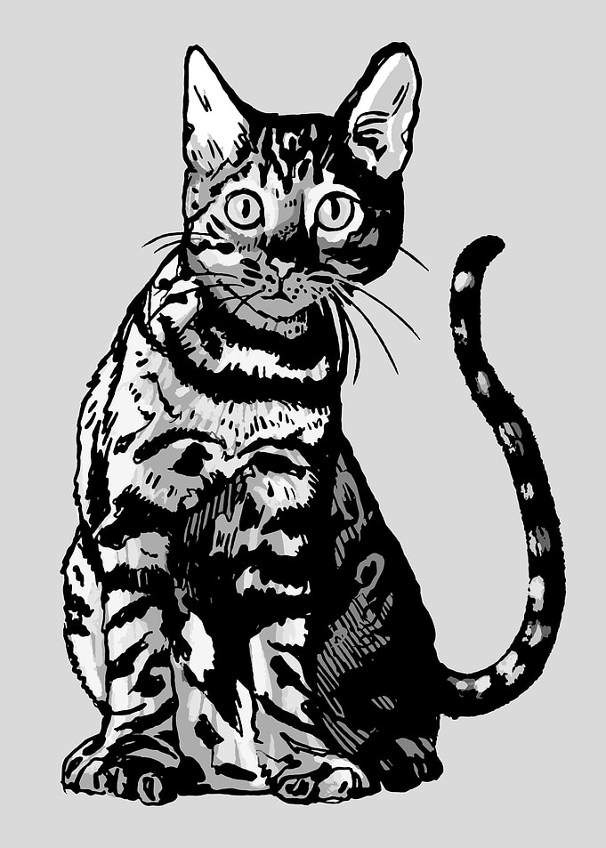 Funny Cat Animal