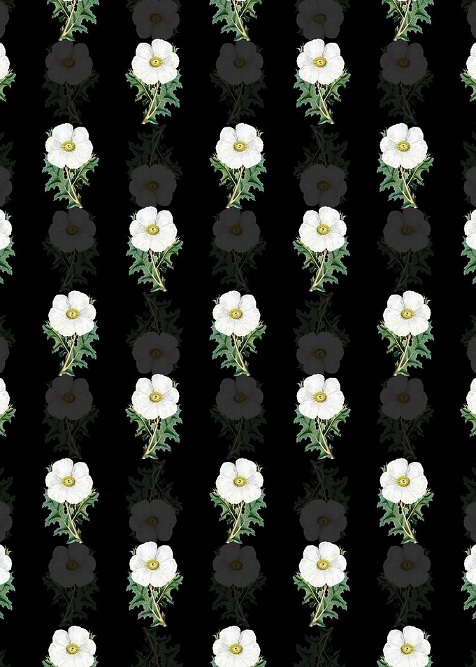 Black Mexican Poppy Branch