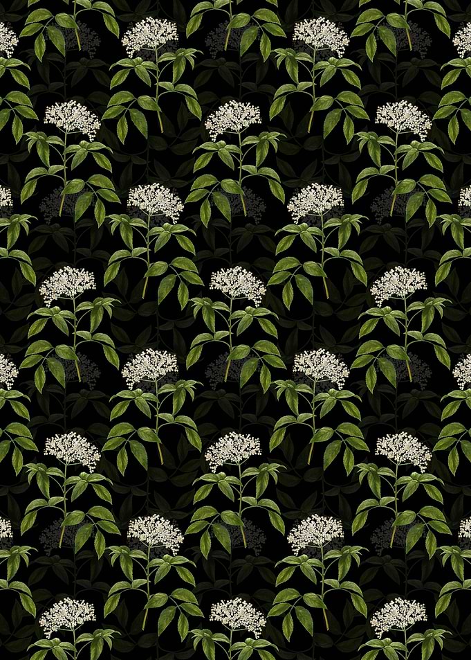 Elderberry Flowering Plant