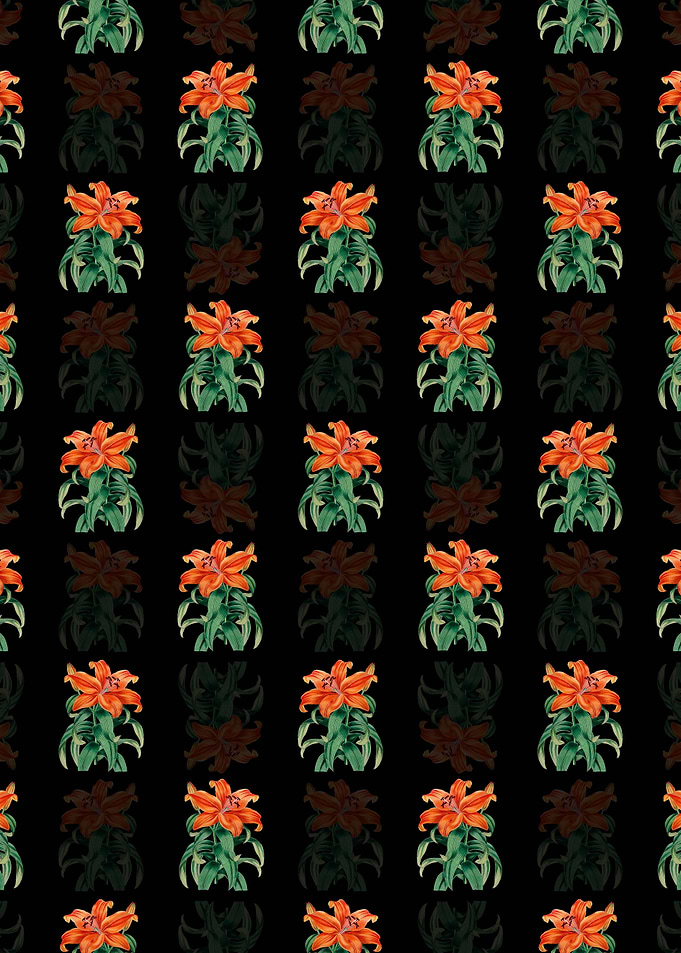 Thunbergs Orange Lily