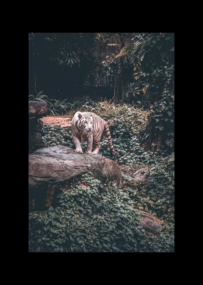 White Tiger