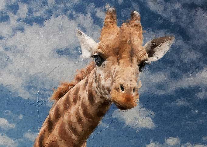 Cute giraffe