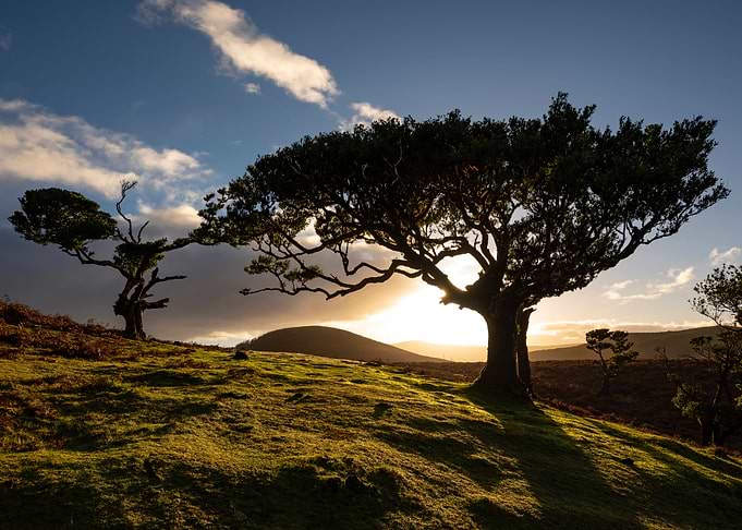 Sunrise at Fanal Madeira