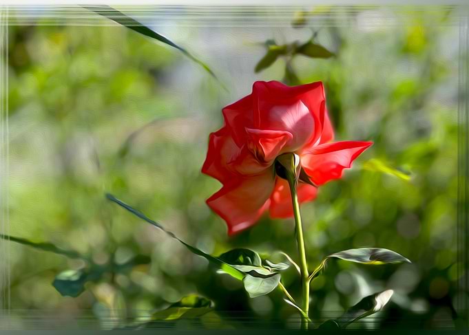 A red rose