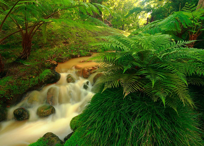 Stream in the park