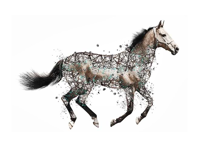 Black and white Horse