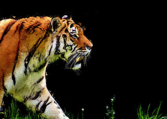 Tiger