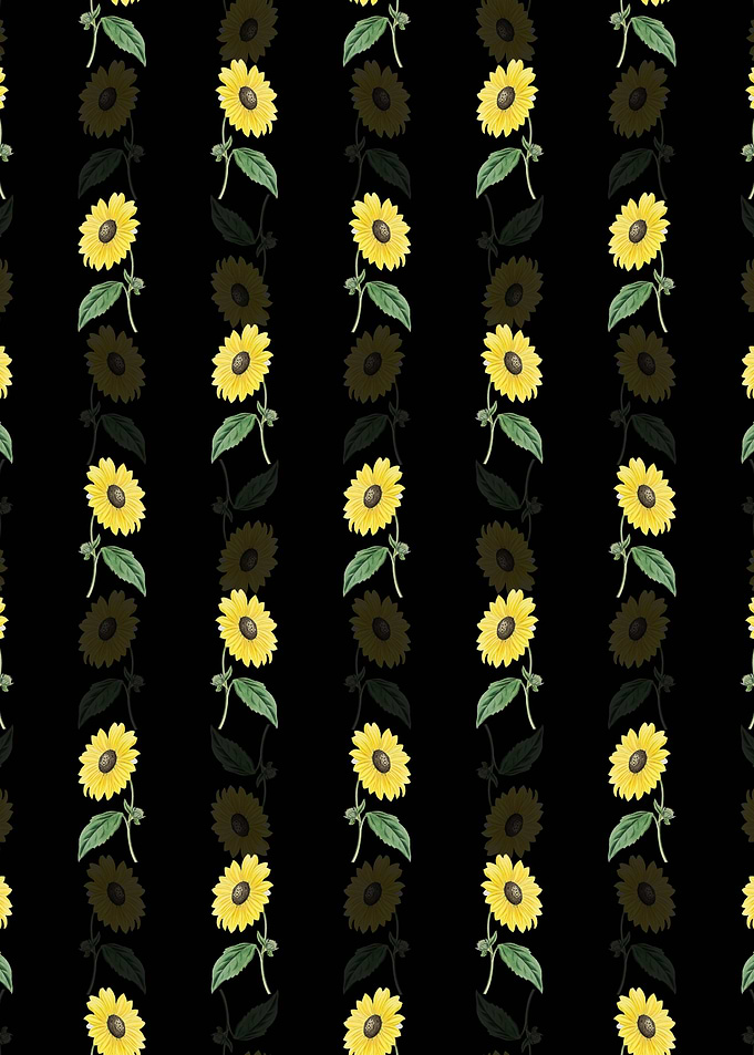 Black California Sunflower