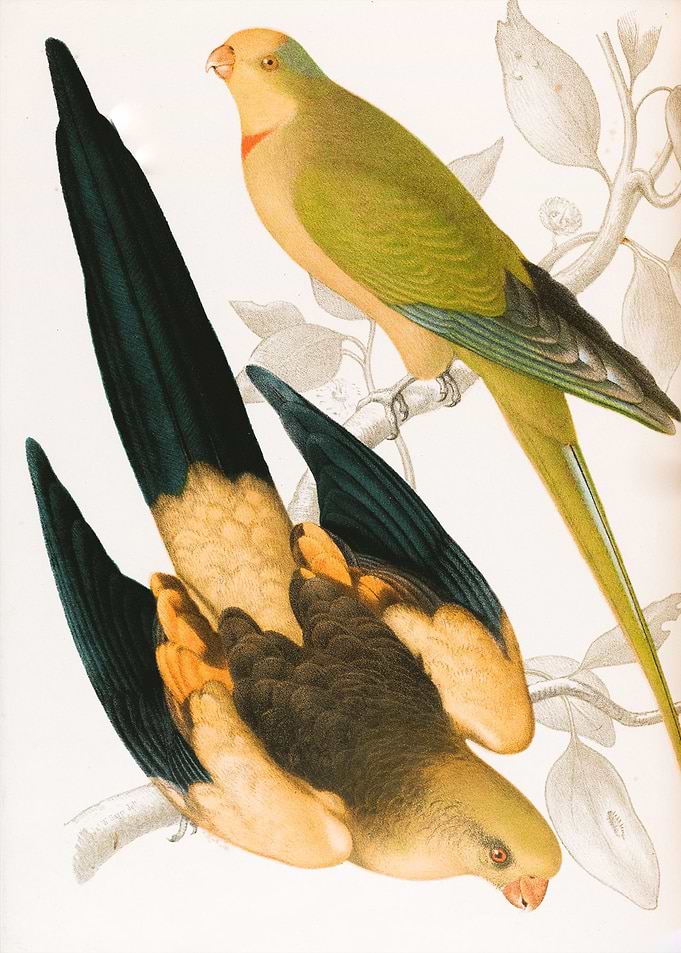 Couple Birds Cute