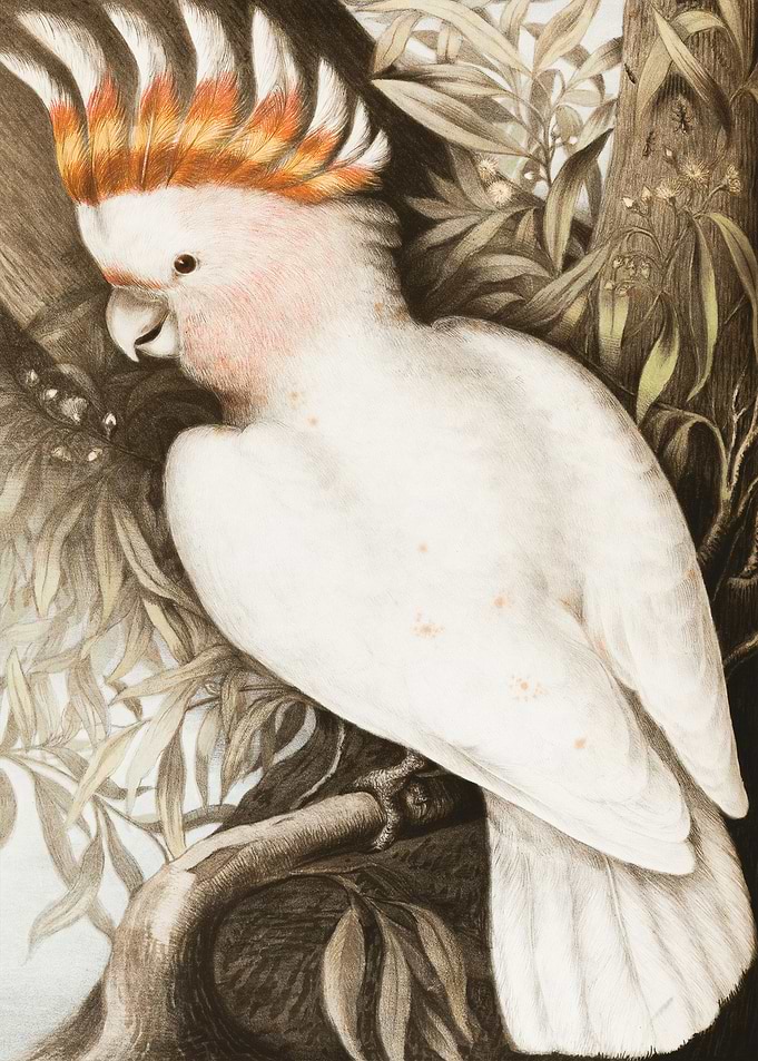 White Bird