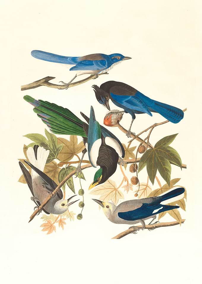 The Birds