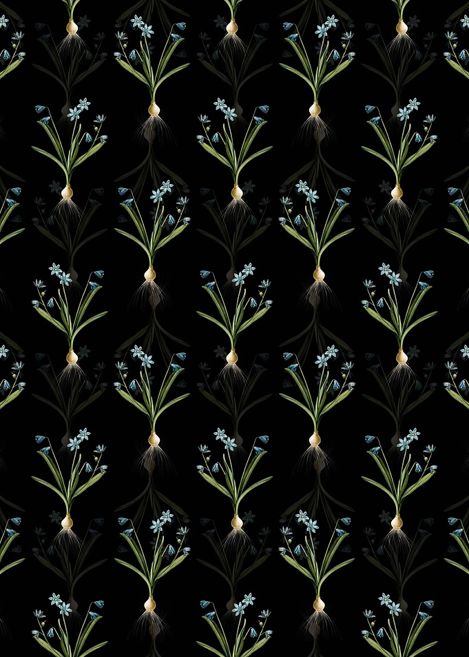 Scilla Amoena Pattern