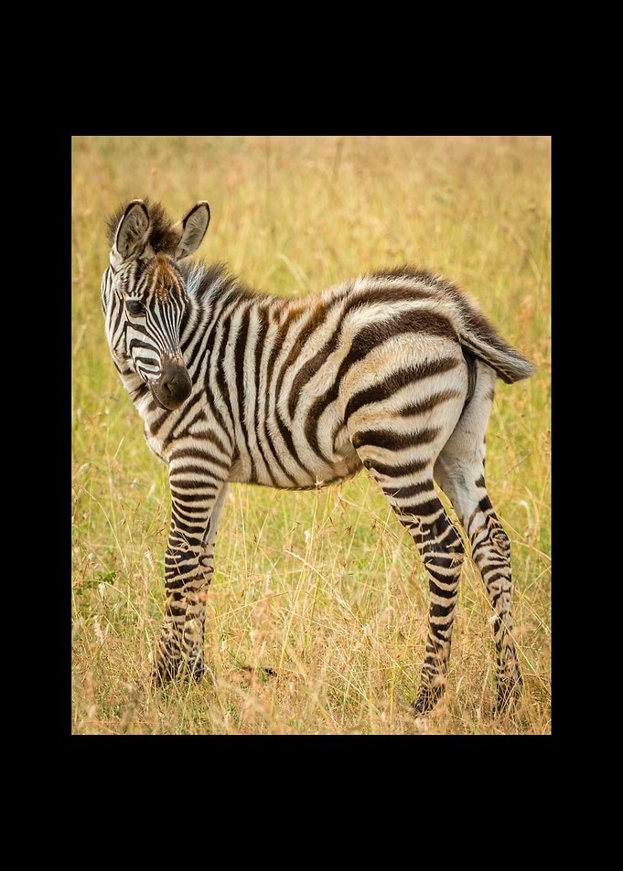 Zebra