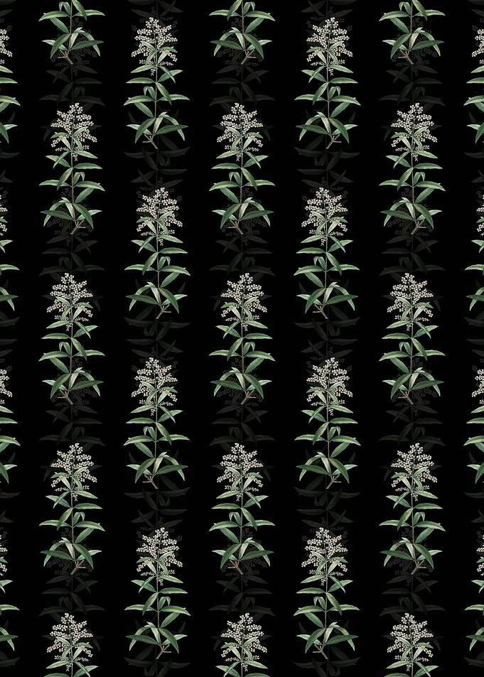 Black Lemon Verbena Branch