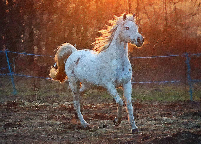 The Horse
