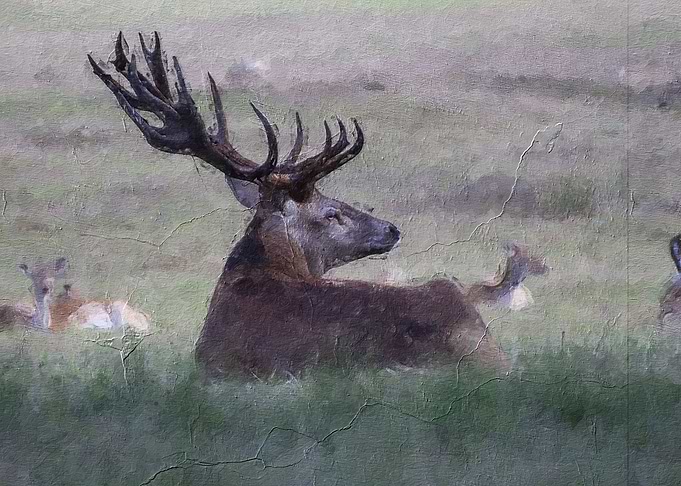 Deer Cute